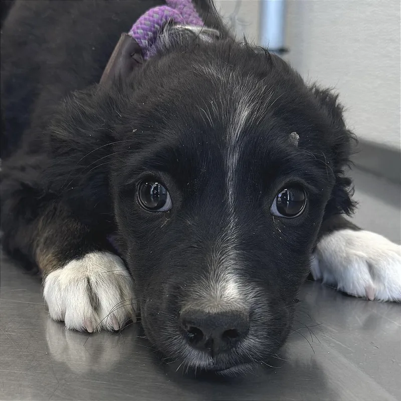 A baby small-sized female Black Mixed Breed dog named Lily for adoption in Las Cruces, NM