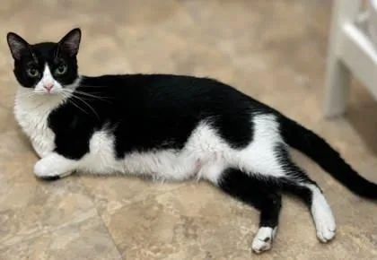 A young medium-sized male Domestic Short Hair cat named Bobby for adoption in River Ridge, LA