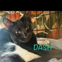 A baby medium-sized male Black Domestic Short Hair cat named Dash RC for adoption in Austin, TX
