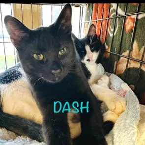 Dash RC thumbnail 2