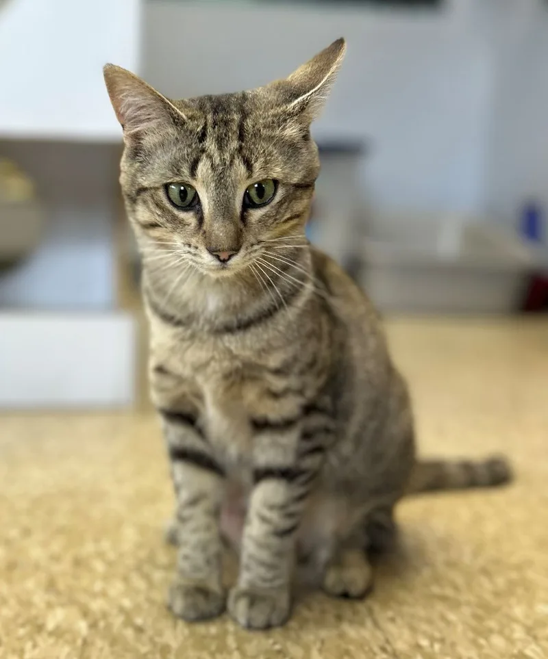 Hermione thumbnail 2