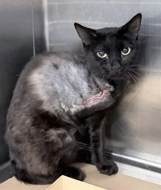 An adult medium-sized female Black Domestic Short Hair cat named Tink for adoption in Tavares, FL