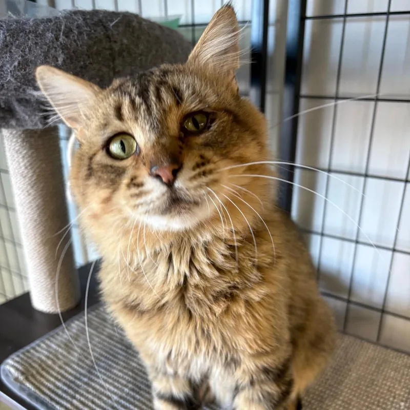 An adult medium-sized male Domestic Medium Hair cat named Obstruction of Justice for adoption in St. Paul, MN