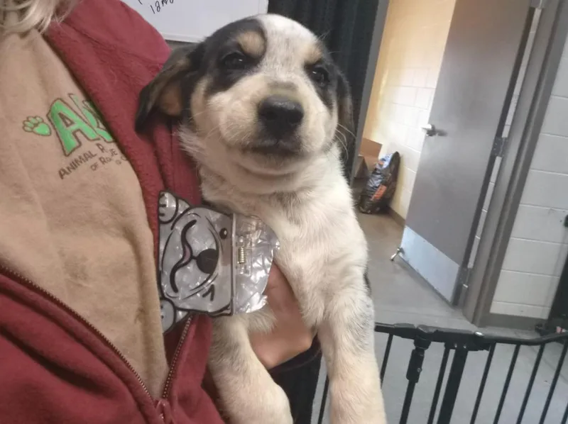 A baby small-sized male Mixed Breed dog named Elijah for adoption in Rome, GA