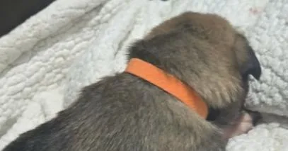 Hornet Located In Nv