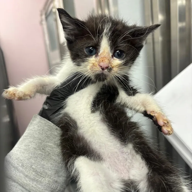 A baby small-sized female White Domestic Short Hair cat named Tansy for adoption in Binghamton, NY