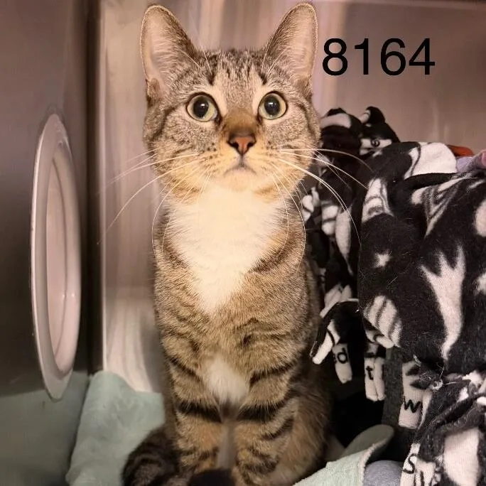 A young medium-sized female Brown / Chocolate Domestic Short Hair cat named Pom Pom C for adoption in Minnetonka, MN