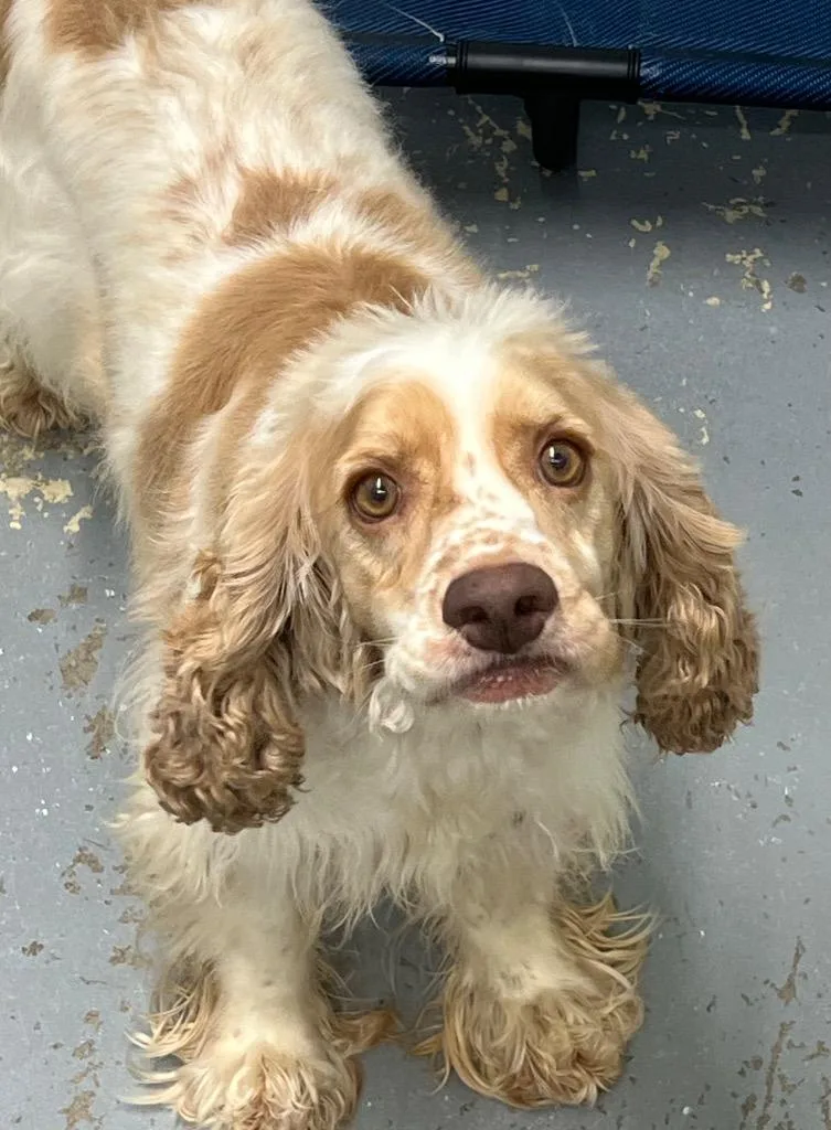 A young small-sized male Cocker Spaniel dog named Moab for adoption in Labelle, FL