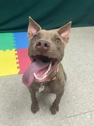 A young medium-sized male Brown / Chocolate Mixed Breed dog named Rufus for adoption in Hamilton, OH