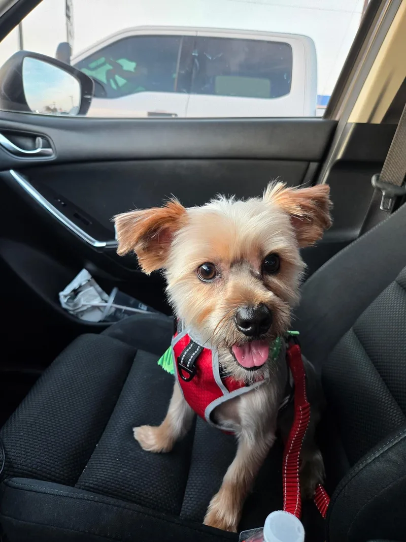 A young small-sized male Yorkshire Terrier dog named Lambeau for adoption in McKinney, TX