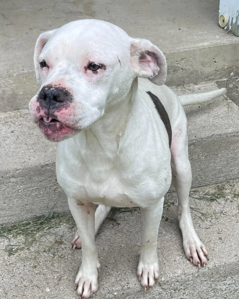 An adult large-sized female American Bulldog dog named Brie for adoption in Greencastle, IN