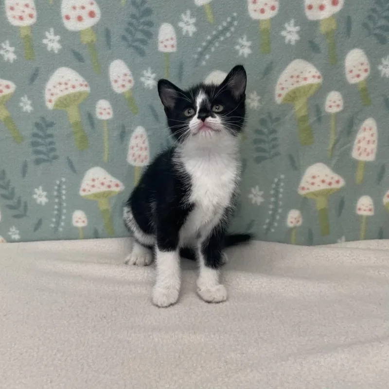 A baby medium-sized female Black & White / Tuxedo Domestic Short Hair cat named Nita for adoption in Benld, IL