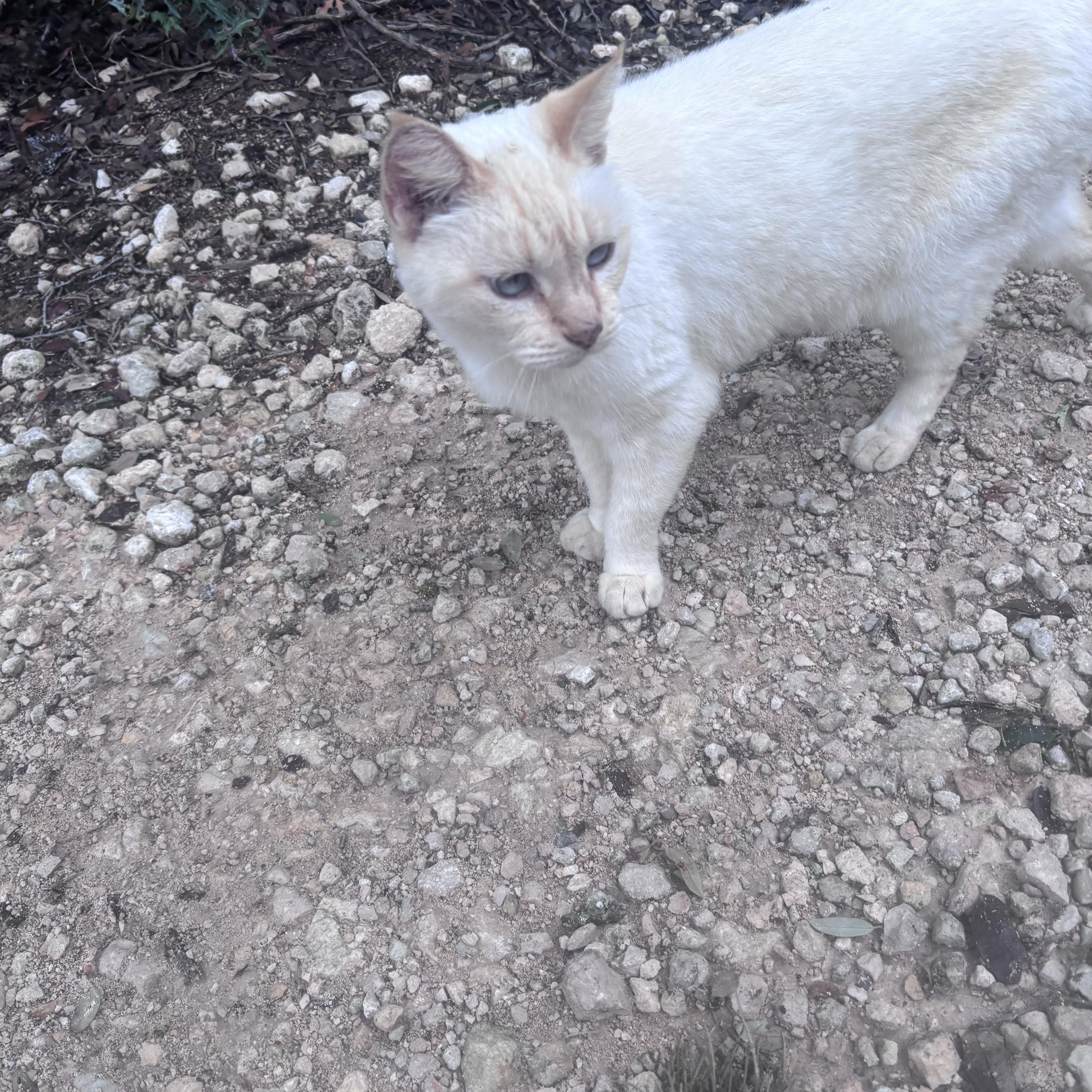 An adult medium-sized male Domestic Medium Hair cat named Handsome for adoption in Blanco, TX