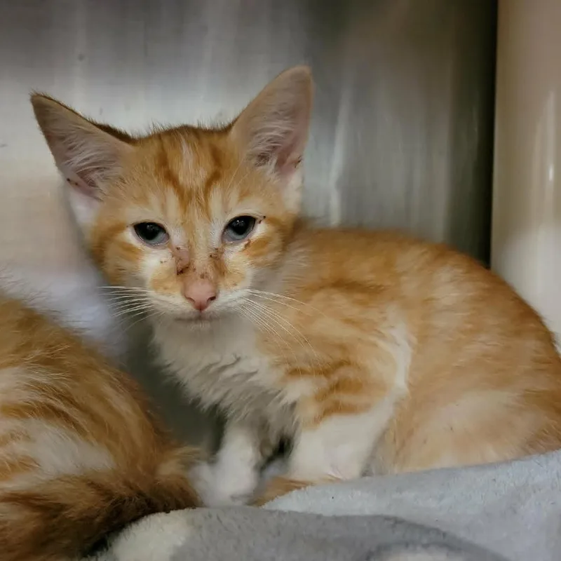 A baby small-sized male Orange / Red Domestic Short Hair cat named Clover Honey for adoption in Columbia, MO