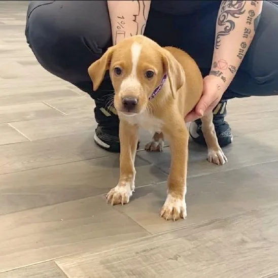A young large-sized female Apricot / Beige Labrador Retriever dog named BoPeep for adoption in Nevada, MO