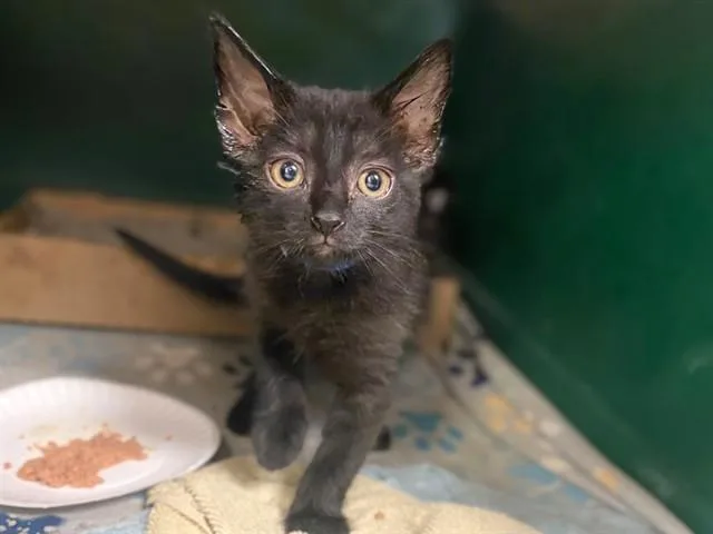 A baby small-sized male Domestic Medium Hair cat named Moe for adoption in Fort Wayne, IN