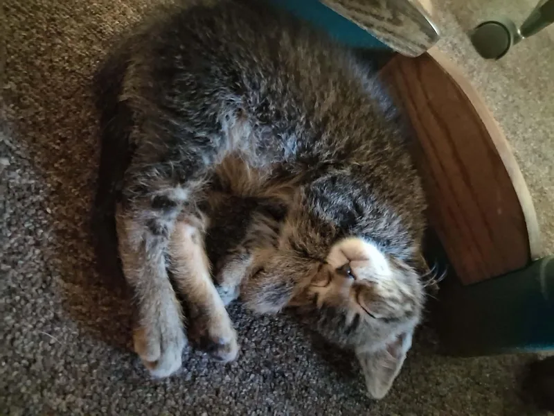 Fozzy and Moondance