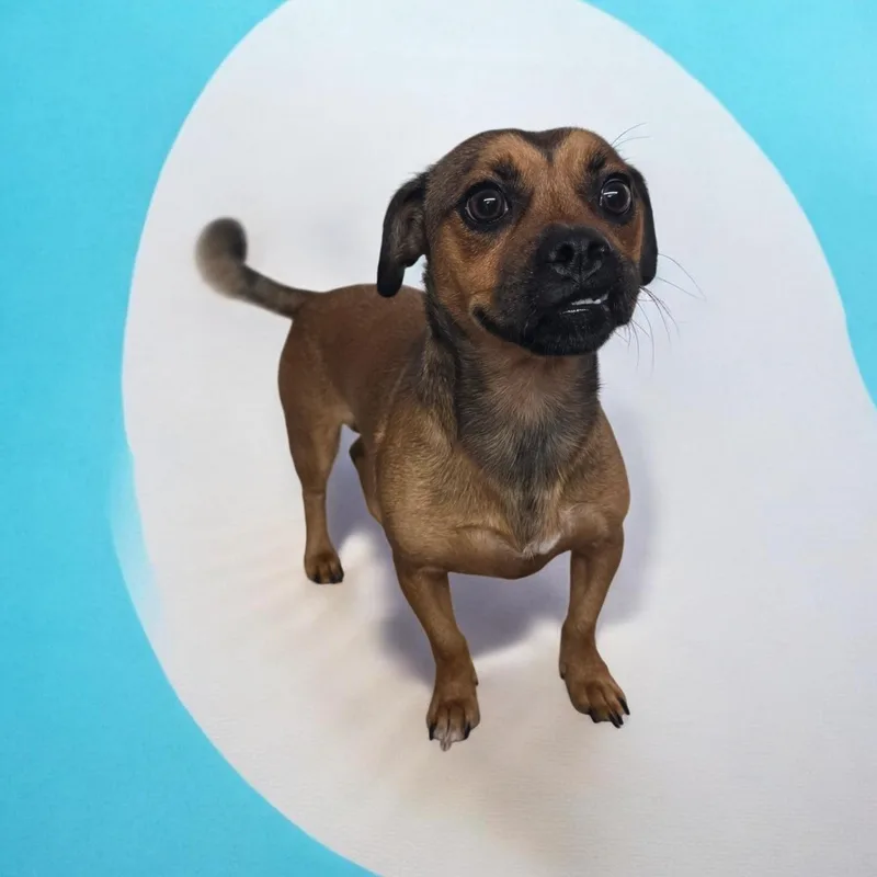 An adult small-sized male Sable Puggle dog named Gary for adoption in Dallas, GA