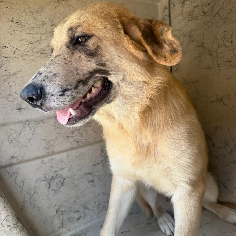 A young large-sized male Yellow / Tan / Blond / Fawn Anatolian Shepherd dog named George for adoption in Bastrop, TX