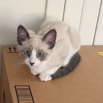 A baby small-sized female Domestic Short Hair cat named Melody for adoption in Antioch, CA