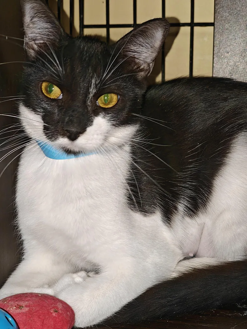 A young medium-sized female Domestic Short Hair cat named Tiffany for adoption in Phoenix, AZ