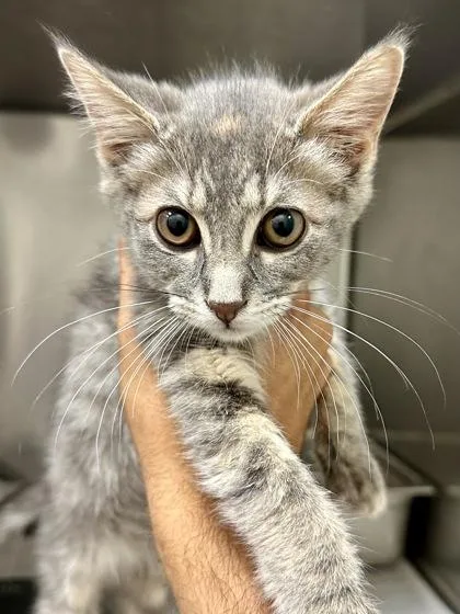 A baby medium-sized female Gray / Blue / Silver Domestic Short Hair cat named Lisa for adoption in Wichita, KS