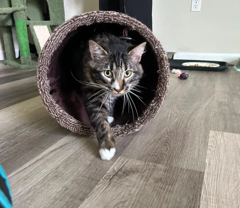 An adult extra large-sized male Tabby (Brown / Chocolate) Maine Coon cat named Manny for adoption in San Saba, TX