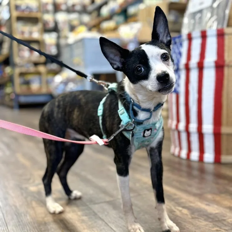 An adult small-sized female Mixed Breed dog named Ocean for adoption in Cumming, GA