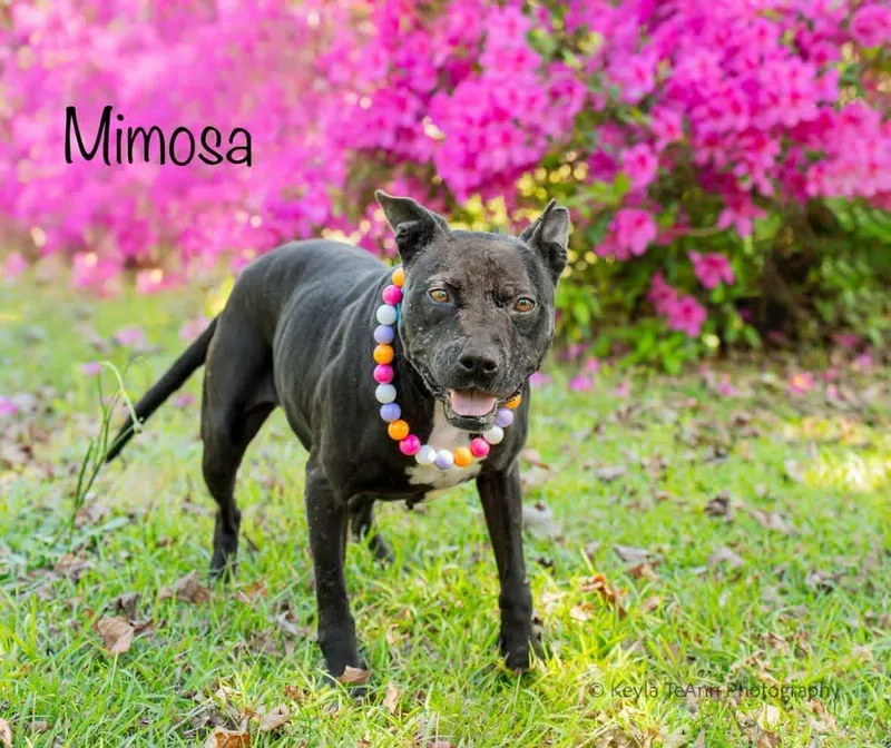 An adult medium-sized female Black Pit Bull Terrier dog named Mimosa for adoption in Lexington, SC