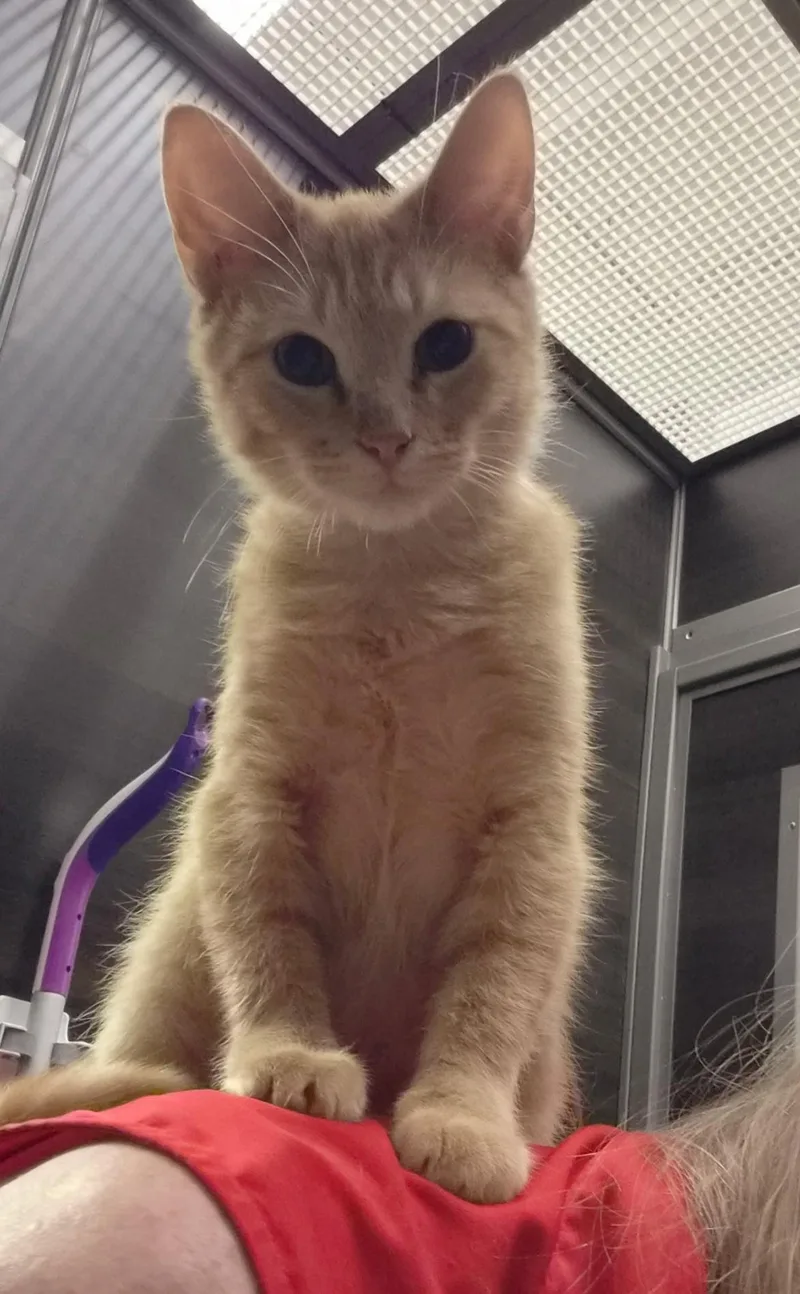 A young medium-sized male Orange & White Domestic Short Hair cat named Kyle for adoption in Belleville, IL