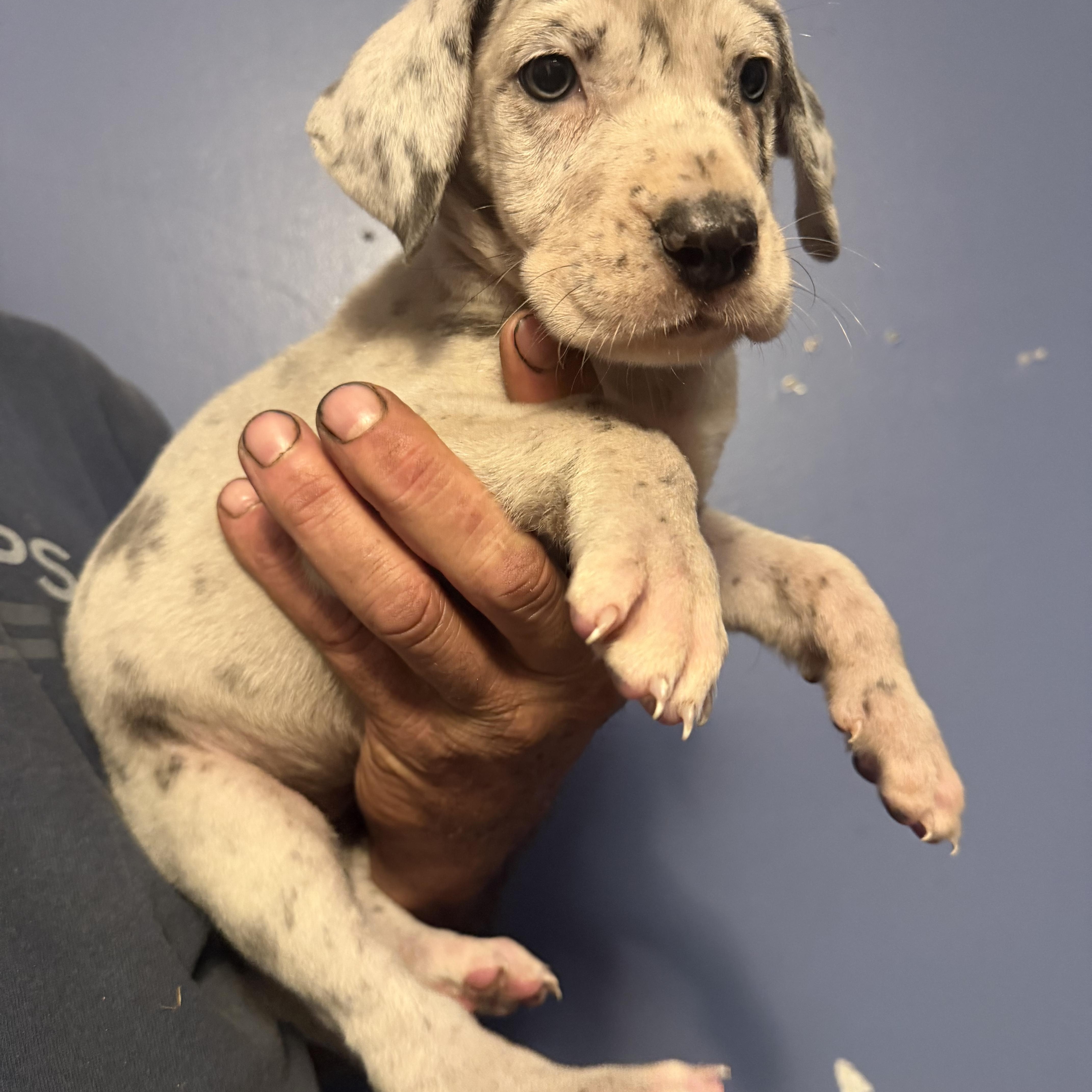 A baby extra large-sized female Merle (Blue) Great Dane dog named Millie for adoption in Maryville, TN