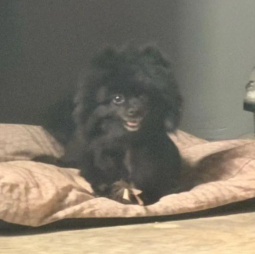 An adult small-sized female Pomeranian dog named Paisley for adoption in Carneys Point, NJ