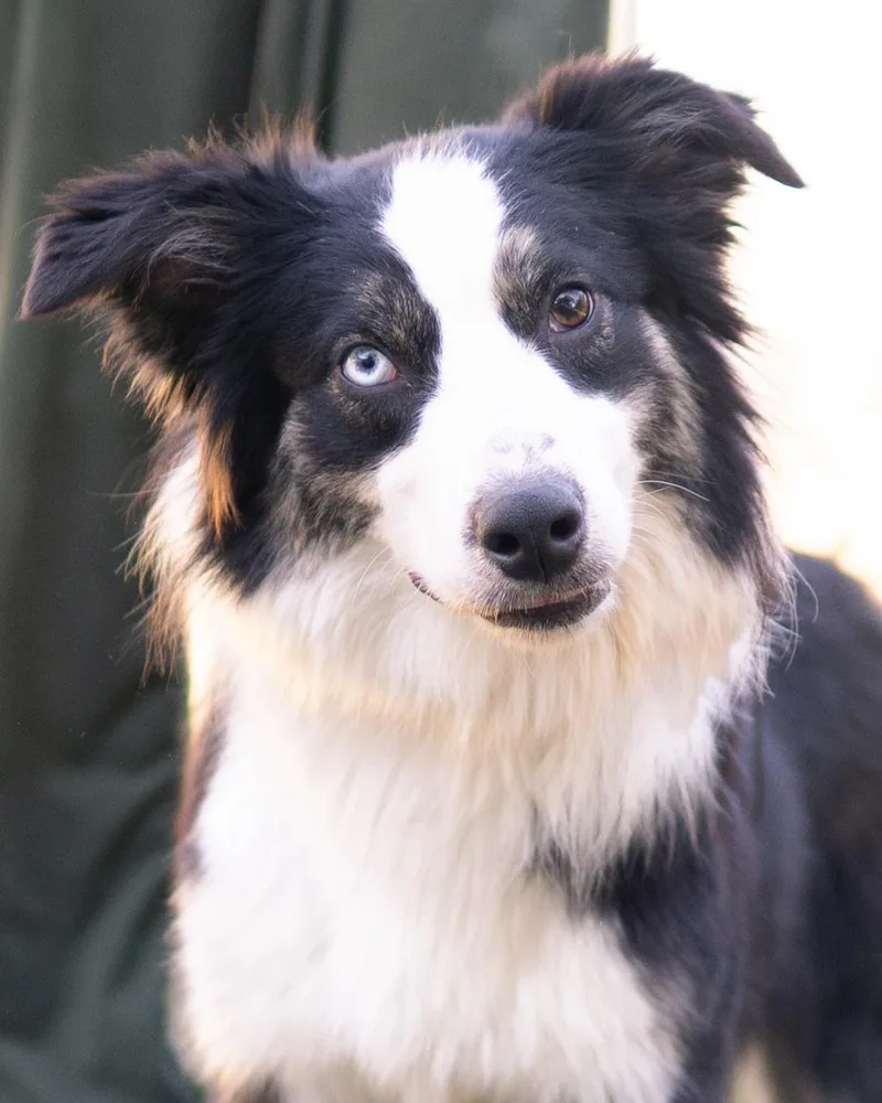 An adult medium-sized male Black Border Collie dog named Junior for adoption in Driftwood, TX