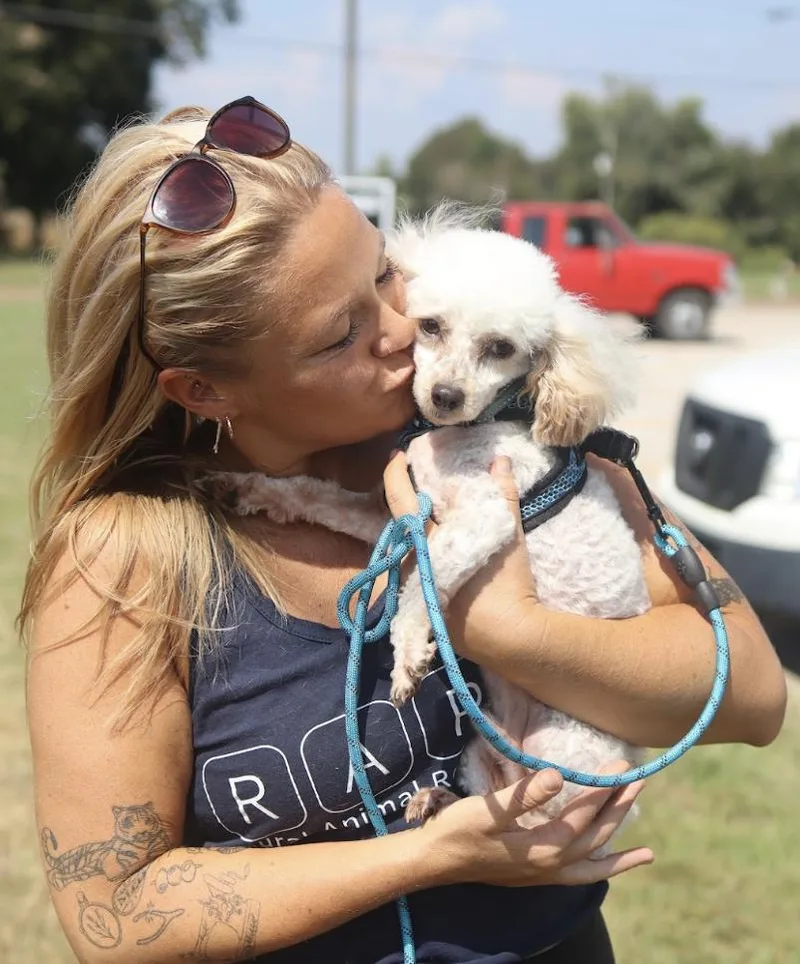 A young small-sized male White / Cream Miniature Poodle dog named Toby for adoption in Franklin, TN