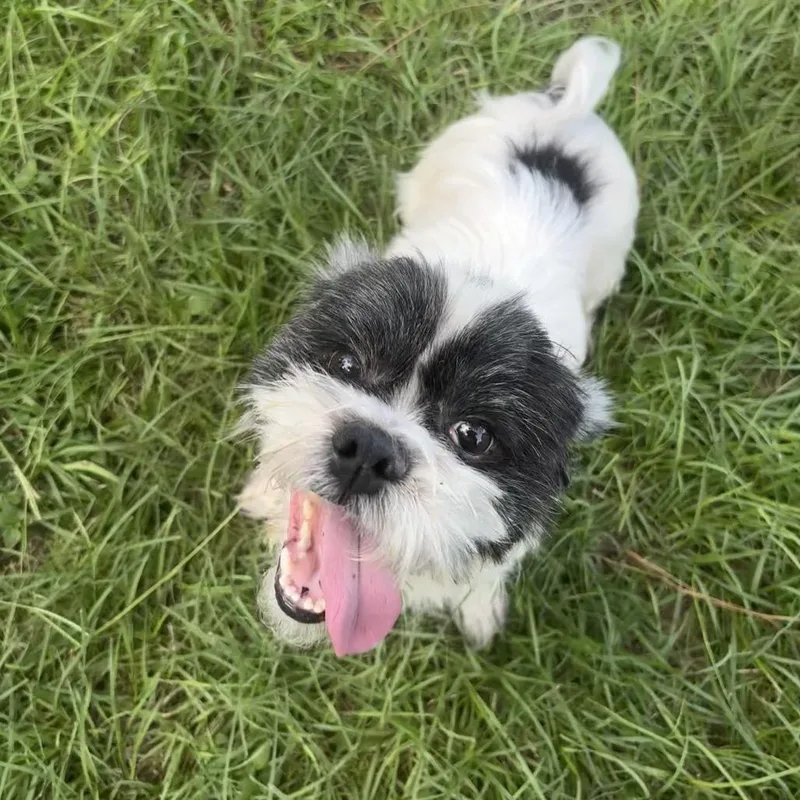Rufus "Pocket"