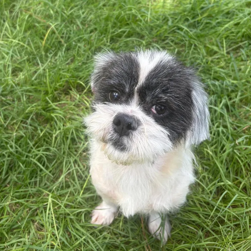 Rufus "Pocket" thumbnail 2