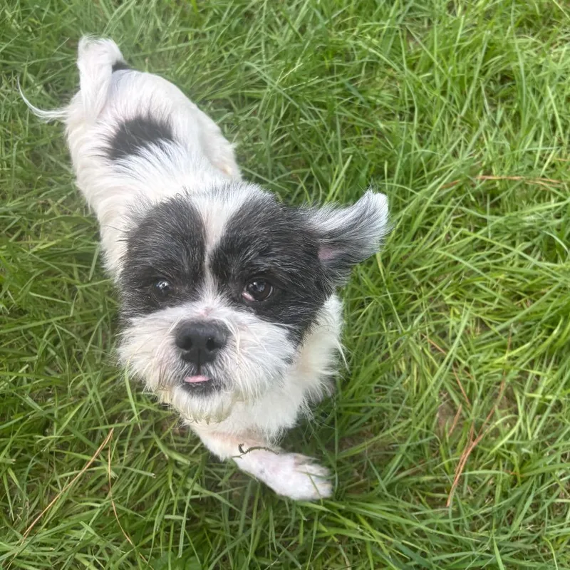Rufus "Pocket" thumbnail 3