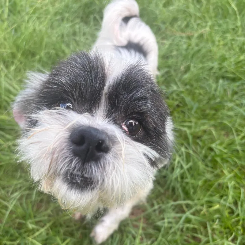 Rufus "Pocket" thumbnail 4