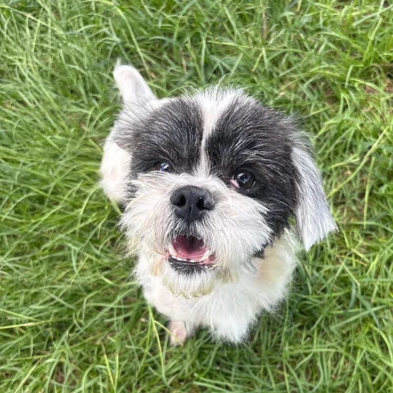 Rufus "Pocket" thumbnail 5