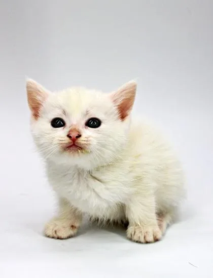 A baby small-sized male Domestic Medium Hair cat named Peep for adoption in Morton Grove, IL