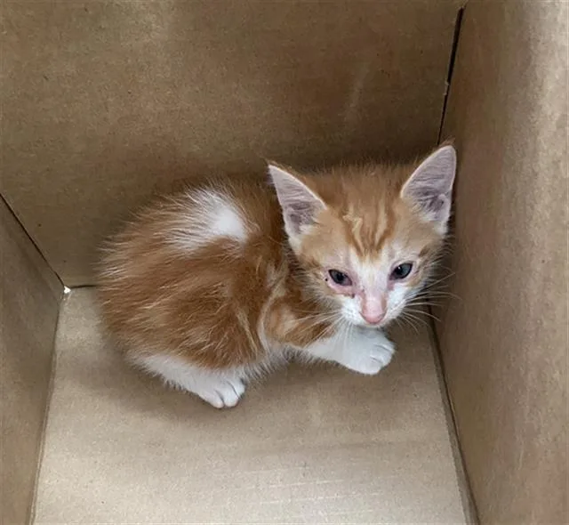 A baby medium-sized female Domestic Short Hair cat named Dolly for adoption in Dallas, TX