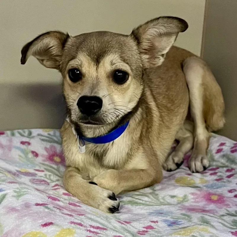 A young small-sized male Brown / Chocolate Chihuahua dog named Joshua for adoption in Las Vegas, NV