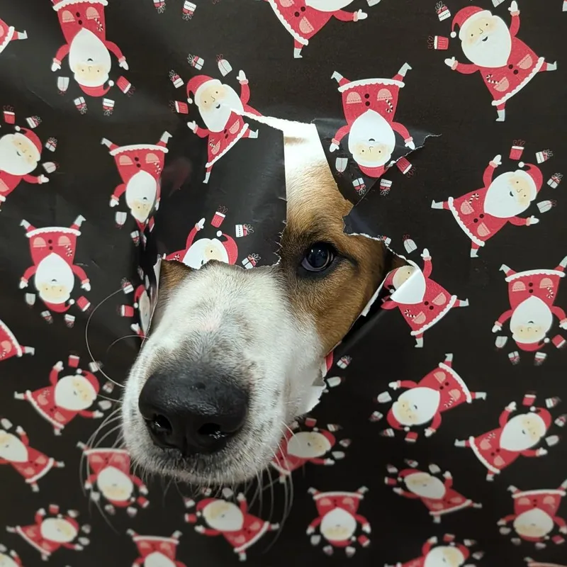 Stan Lee thumbnail 4