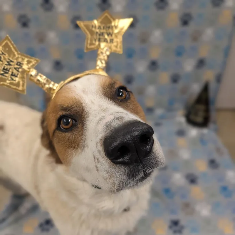 Stan Lee thumbnail 5