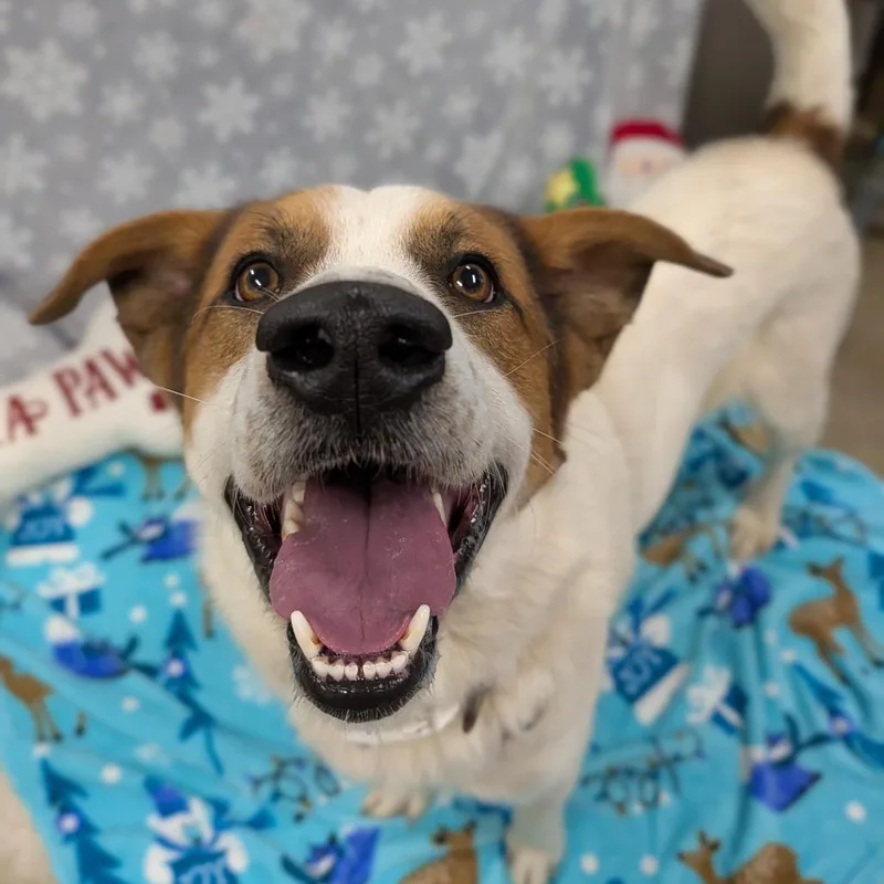 Stan Lee thumbnail 6