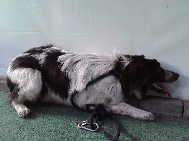 A young medium-sized female Australian Shepherd dog named Sabrina for adoption in Baldwin Park, CA