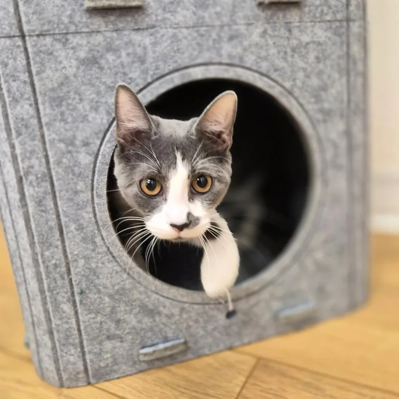 A baby small-sized female Gray / Blue / Silver Domestic Short Hair cat named Orane for adoption in Woodstock, IL