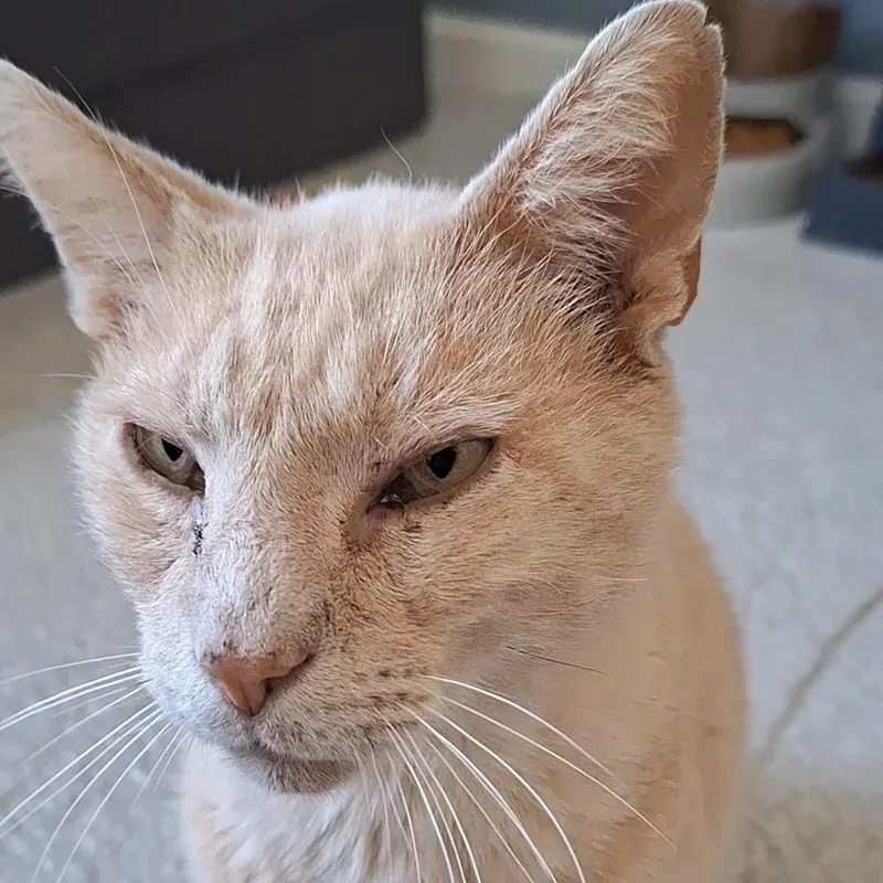 A senior large-sized male Buff / Tan / Fawn Domestic Short Hair cat named Colby for adoption in BUTLER, PA