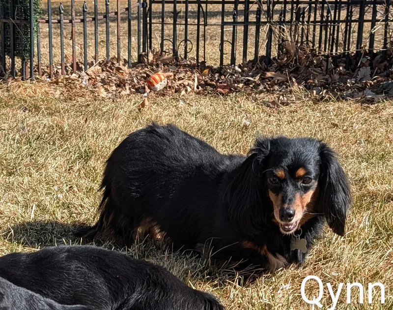 An adult small-sized female Dachshund dog named Qynn for adoption in Sioux Falls, SD