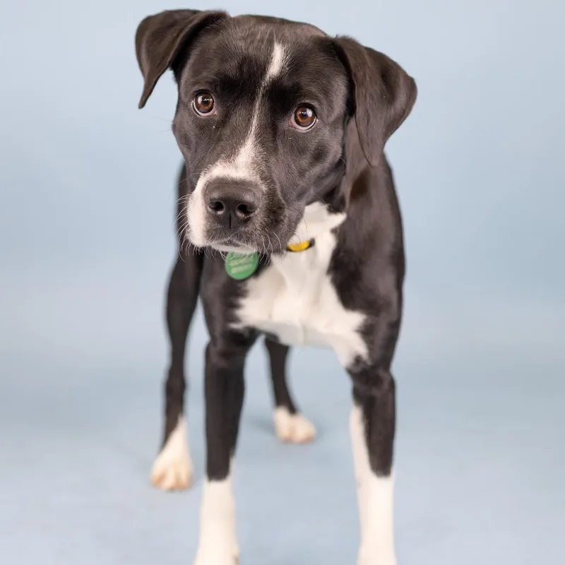 A young medium-sized female Gray / Blue / Silver Mixed Breed dog named Lana for adoption in Portland, OR